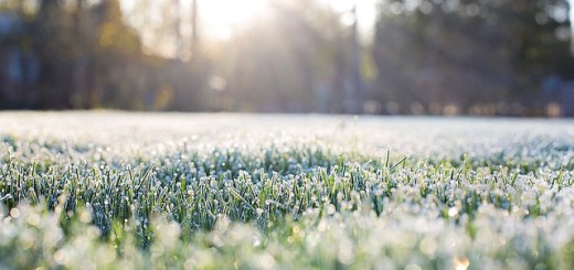 frost-on-grass-1358928_640